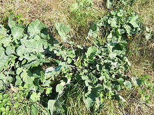 Brassicaceae