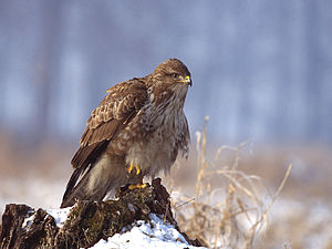 Buteo