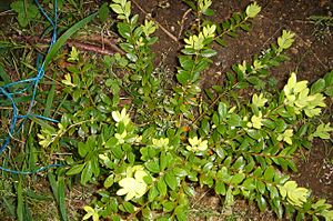 Buxus