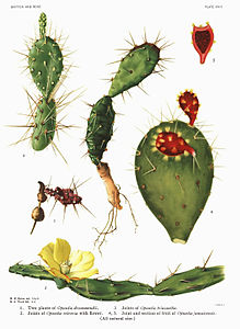 Cactaceae