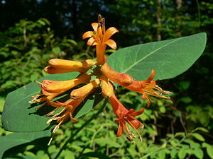 Caprifoliaceae