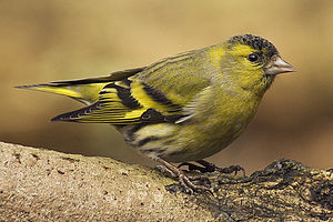 Carduelis