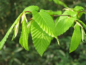 Carpinus