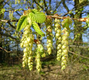 Carpinus betulus