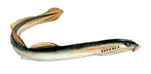 Cephalaspidomorphi