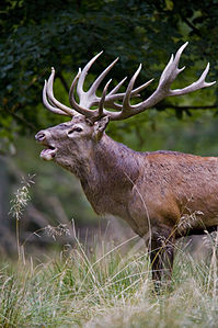 Cervus elaphus