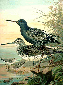 Charadriiformes