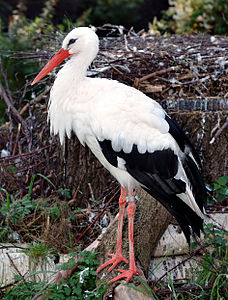 Ciconiiformes