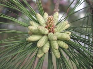 Coniferales