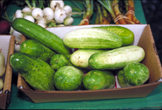 Cucurbitaceae