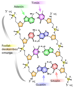 DNA