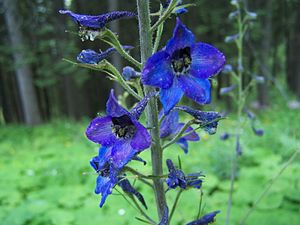 Delphinium