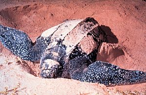 Dermochelys