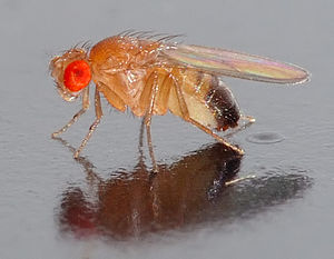 Drosophila