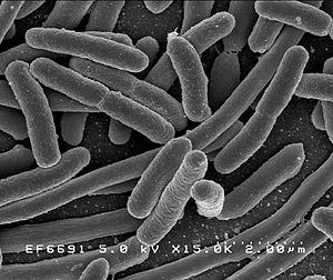 Enterobacteriaceae