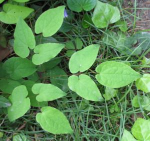 Epimedium