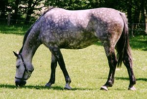 Equidae