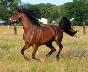 Equus caballus