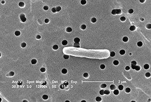 Escherichia coli