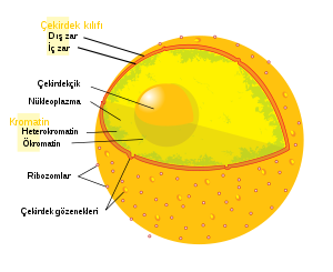 Eukaryote