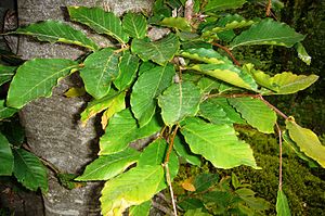 Fagus