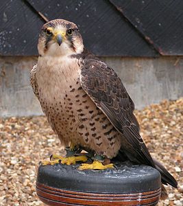 Falconidae