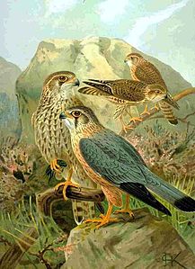 Falconiformes