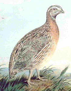 Galliformes