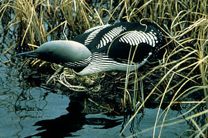 Gavia arctica