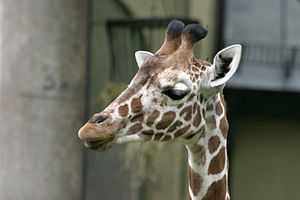 Giraffidae