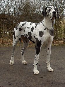 Great Dane