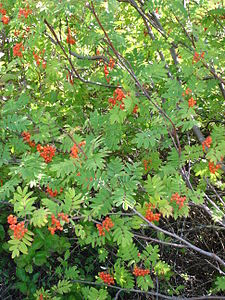 sorbus