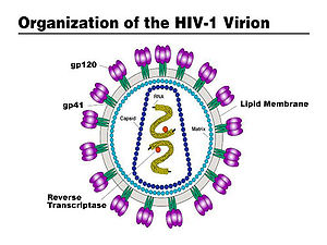 HIV