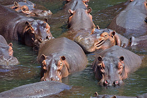 Hippopotamidae