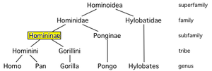 Homininae