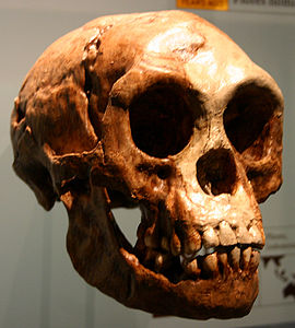 Homo floresiensis