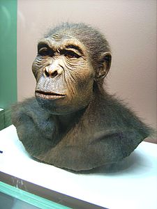 Homo habilis