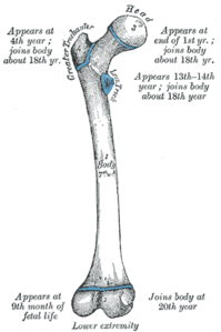 Femur