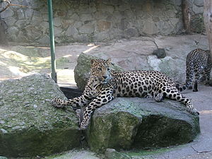 Panthera pardus tulliana