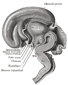 Hipotalamus