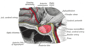 Adenohipofiz