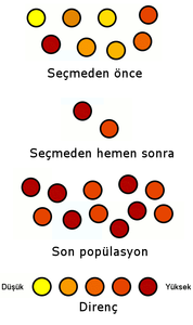 Doğal seçilim