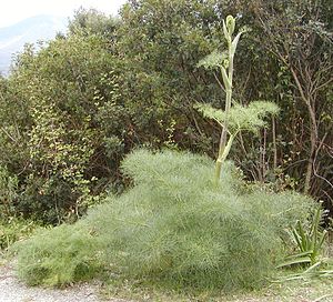 Ferula