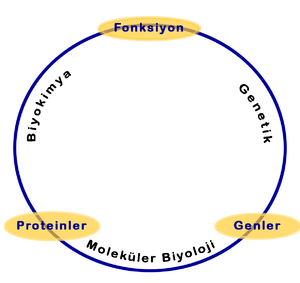 Moleküler Biyoloji