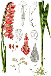 Iridaceae