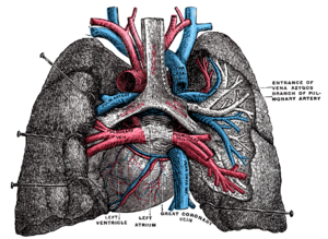 Pulmoner ven