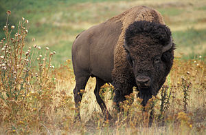 Tatanka