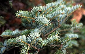 Abies alba