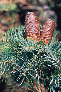 Abies concolor