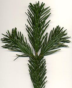 Abies nordmanniana